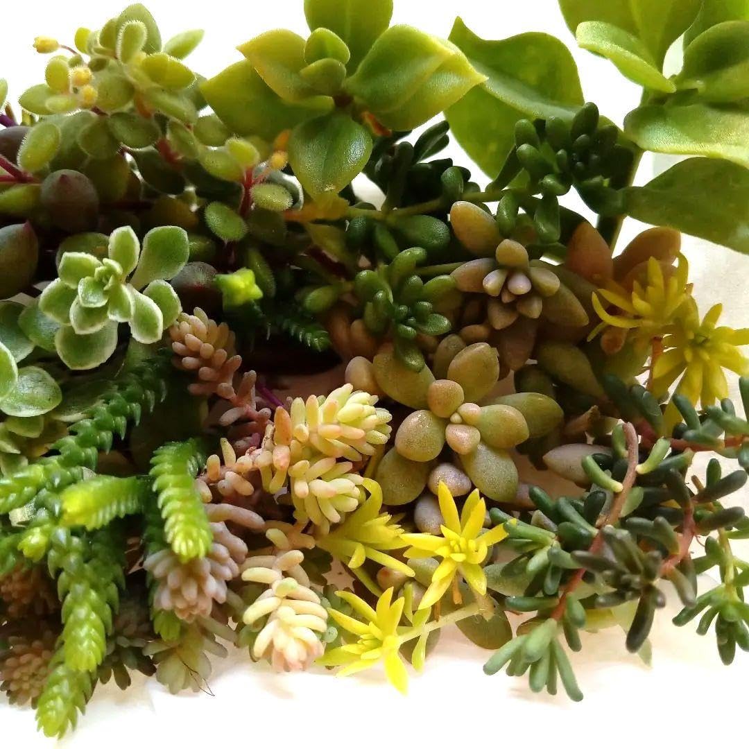 Amazon.co.jp: 多肉植物セダムカット苗10品種セット : DIY・工具・ガーデン