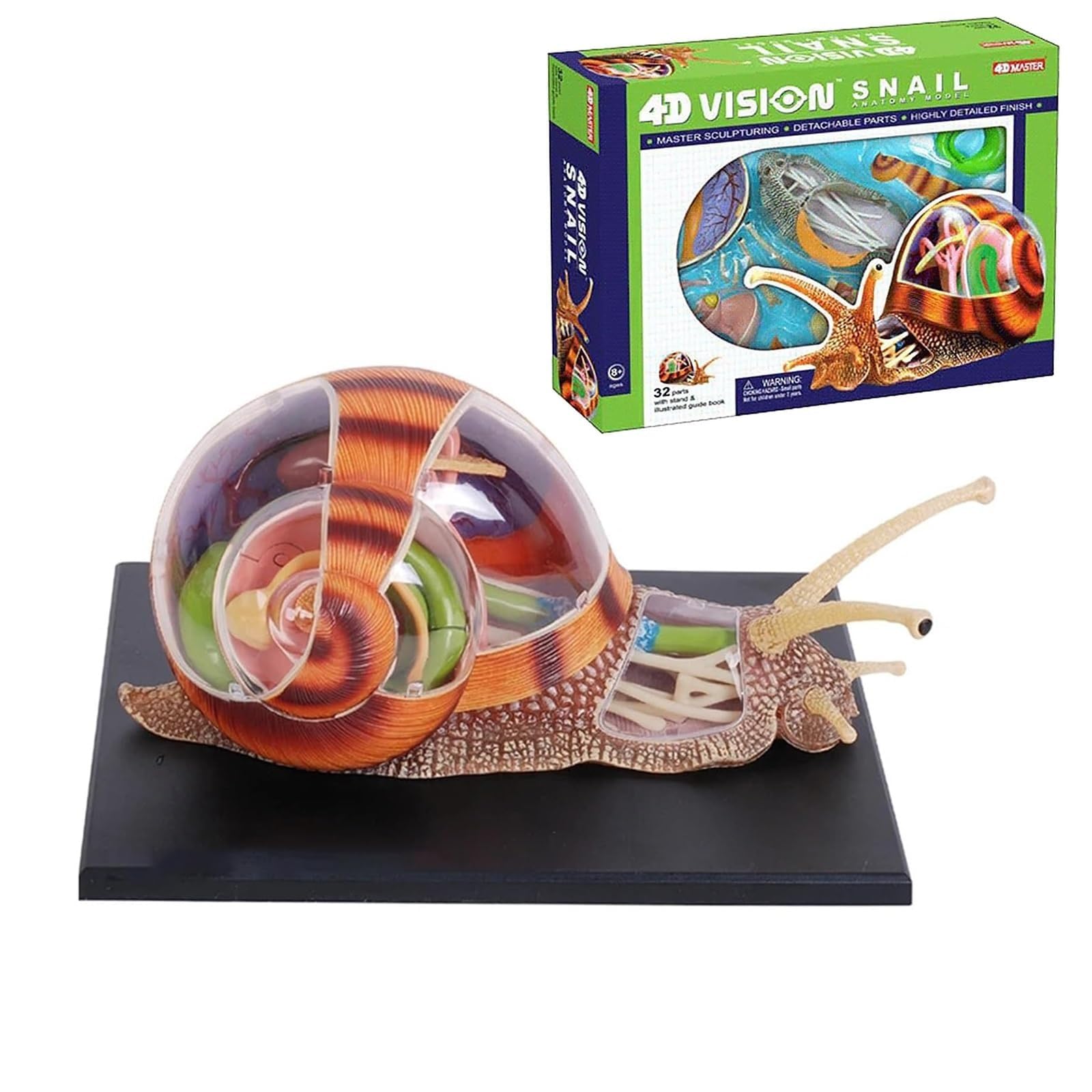 Amazon.com: 4d Vision Snails Anatomy Model, 32 Bodies and