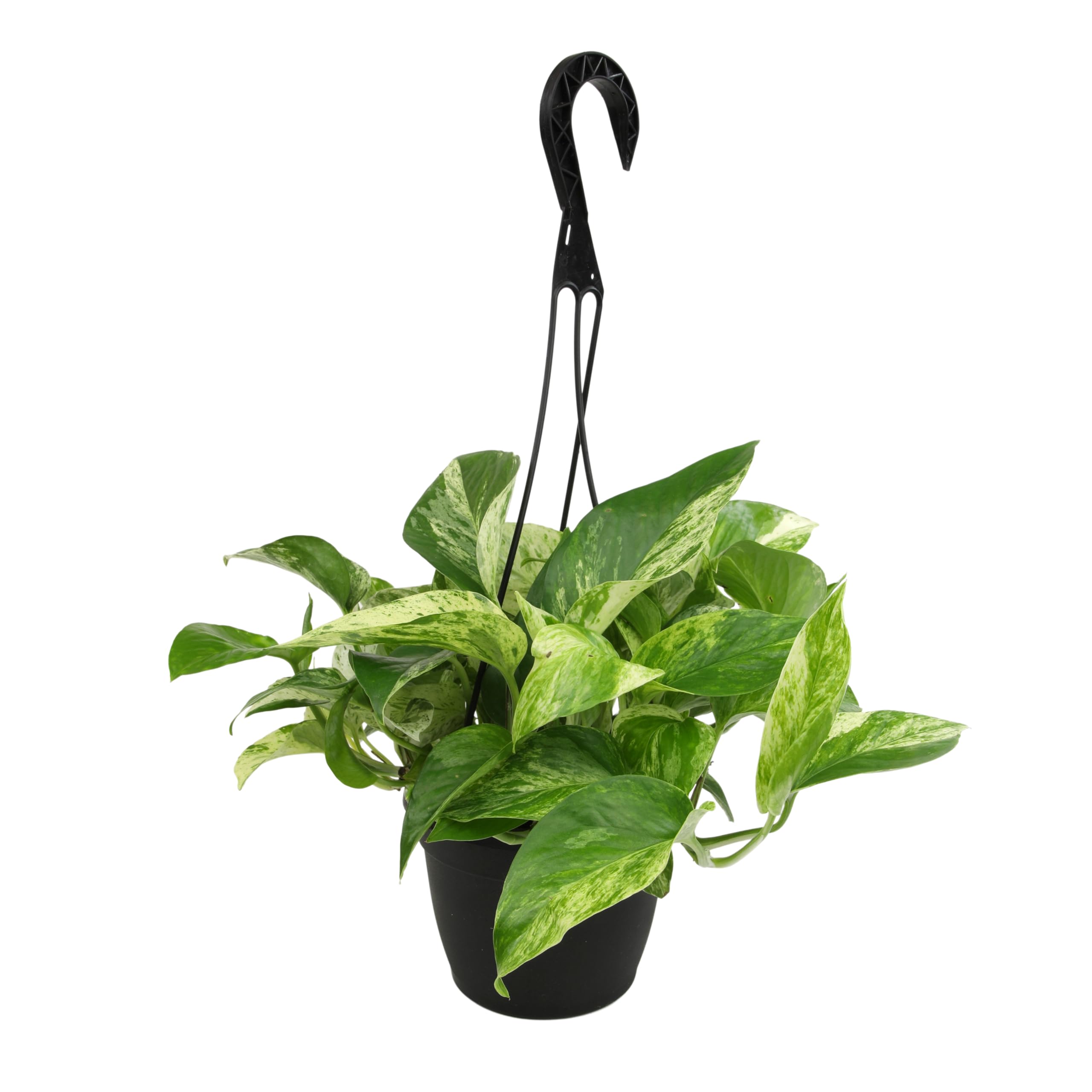 Variegated Marble Queen Pothos Hanging Basket