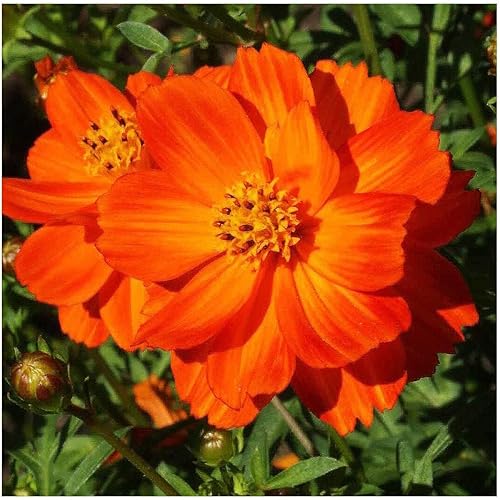 Miniatura 2 de Red Crest Cosmos - Larga temporada de floración