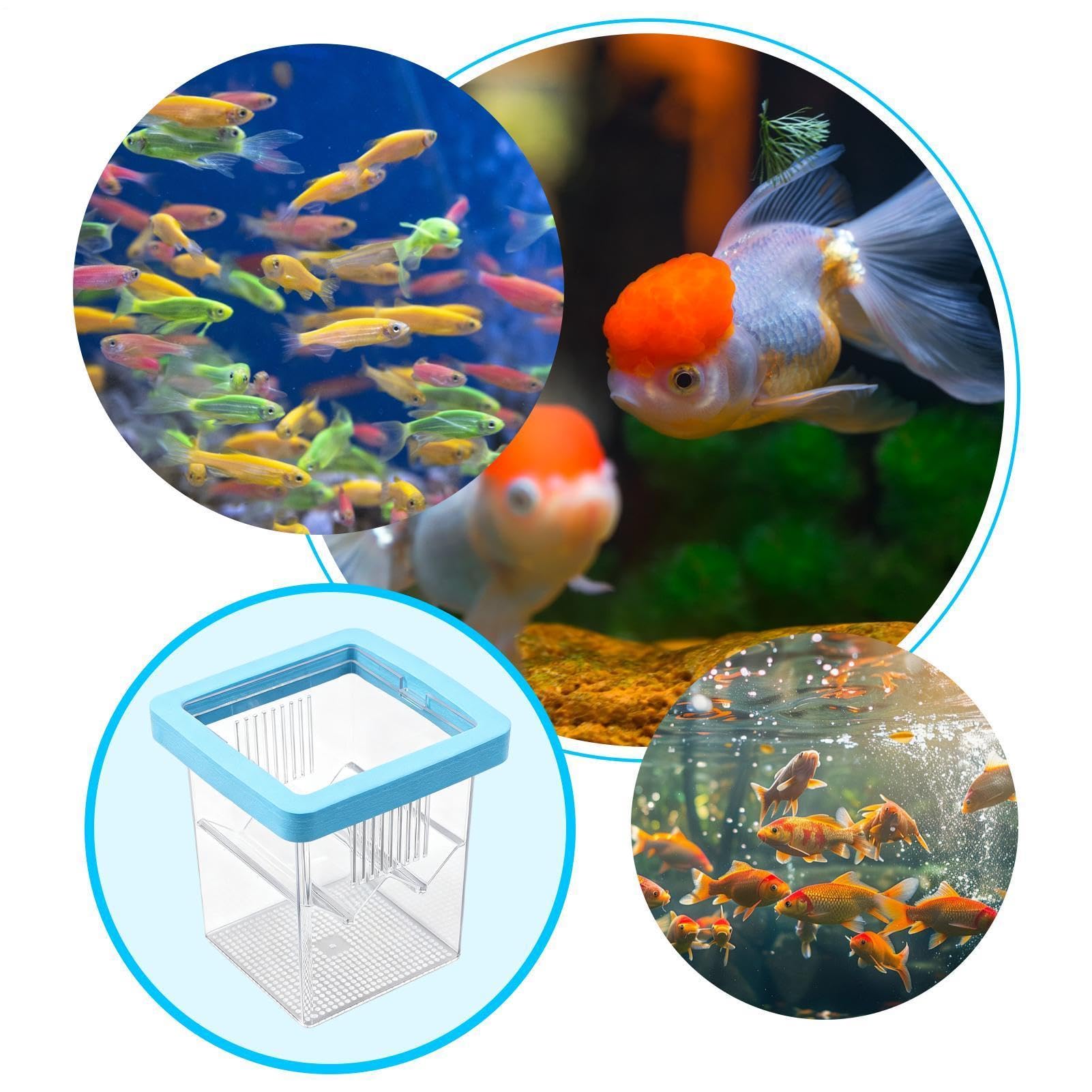 de Cría para Acuario,Incubadora Flotante pequeña acrílica para eclosión,Criadero de Peces - para Incubación Cuarentena Criadero Guppy Camarón Tortuga Agua Marina Hogar Oficina