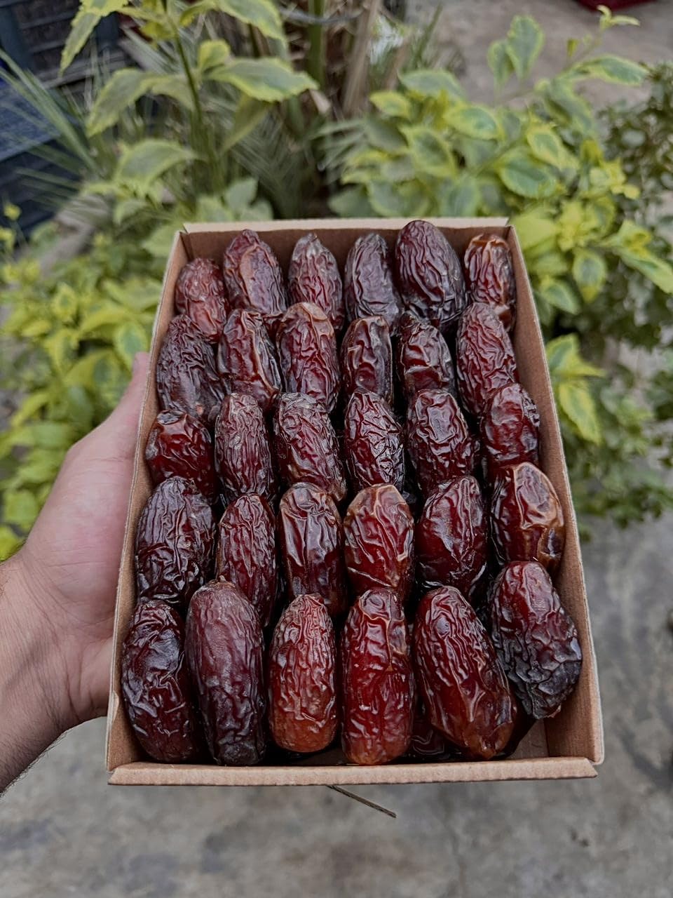ALAYAHS'S HARVEST-1Kg ENTKERNTE Medjool Datteln Ägypten, aktuelle Ernte – vegan, glutenfrei, laktosefrei