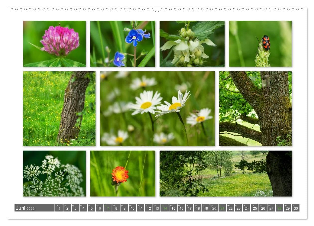 Naturcollagen 2026 (hochwertiger Premium Wandkalender 2026 DIN A2 quer), Kunstdruck in Hochglanz: Collagen aus Naturimpressionen (CALVENDO Natur)