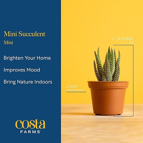 Miniatura 4 de Costa Farms Mini planta viva suculenta en maceta decorativa, fácil de mantener, planta de interior suculenta, perfecta para decoración del hogar,