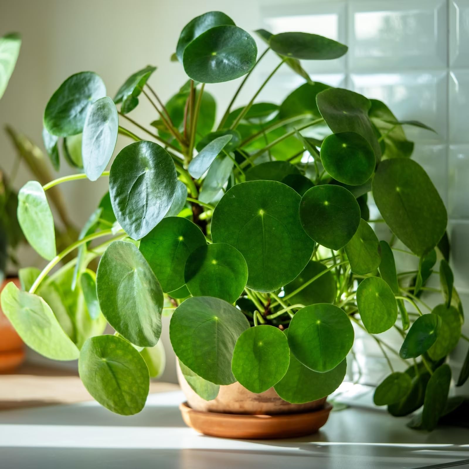 Chinese Money Plant - Air Purifying & Lucky Pilea -7