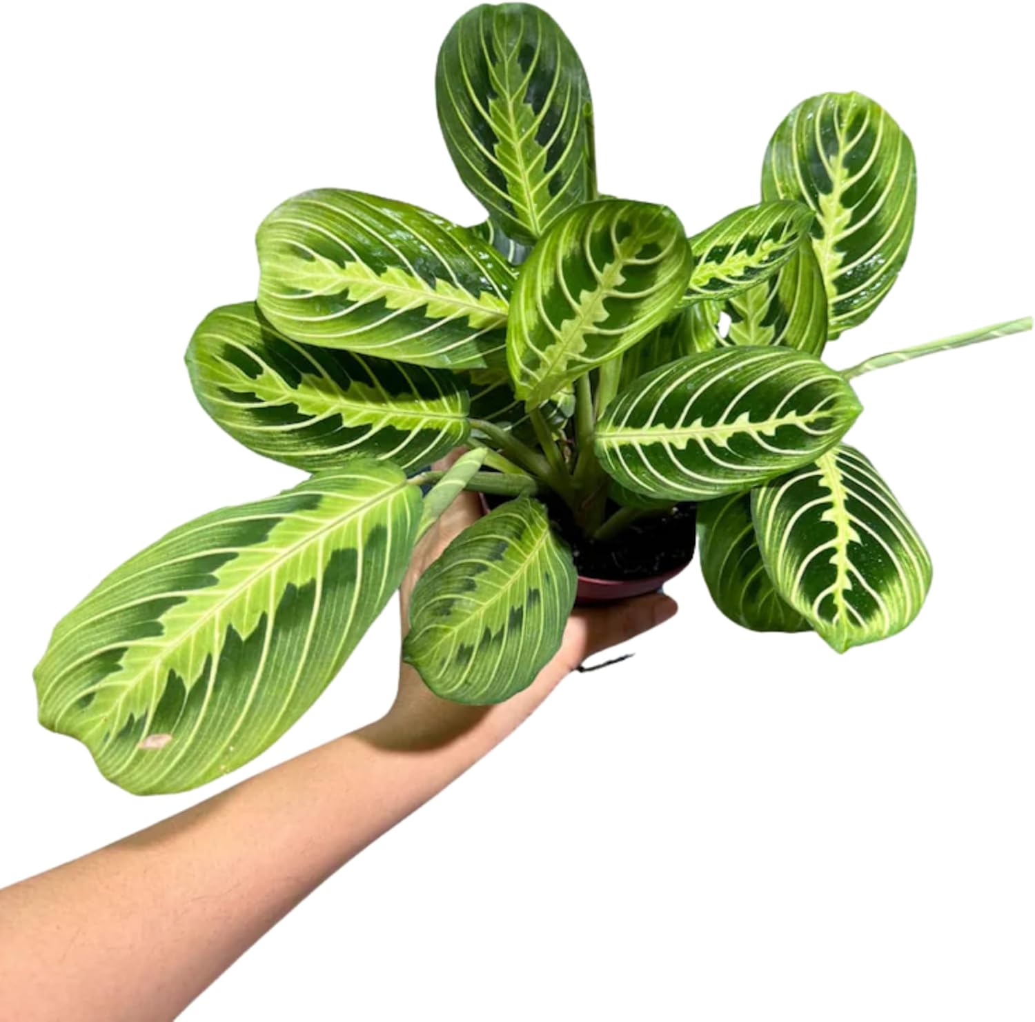 PLANTVERS Live Lemon Lime Prayer Plant in a Nursery Pot - Maranta Leuconeura - Low Light Potted Houseplant - Low Maintenance and Air Purifier Indoor Houseplant (Prayer Plant 4" Full Pot)
