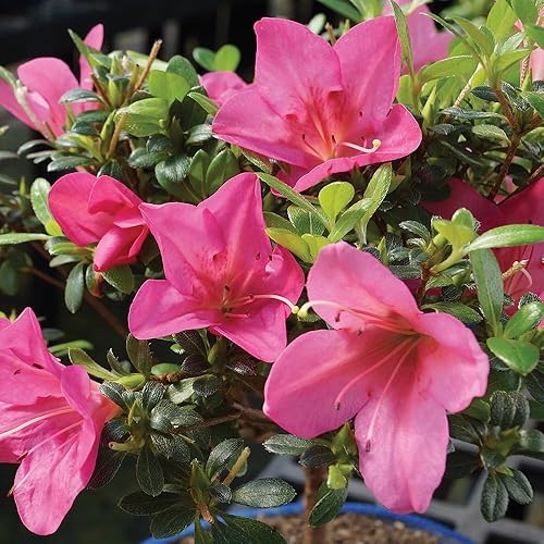 Miniatura 2 de Brussel's Live Satsuki Azalea - Árbol bonsái para exteriores, juego completo de regalo, 5 años de edad 6 a 8 pulgadas de alto con recipiente