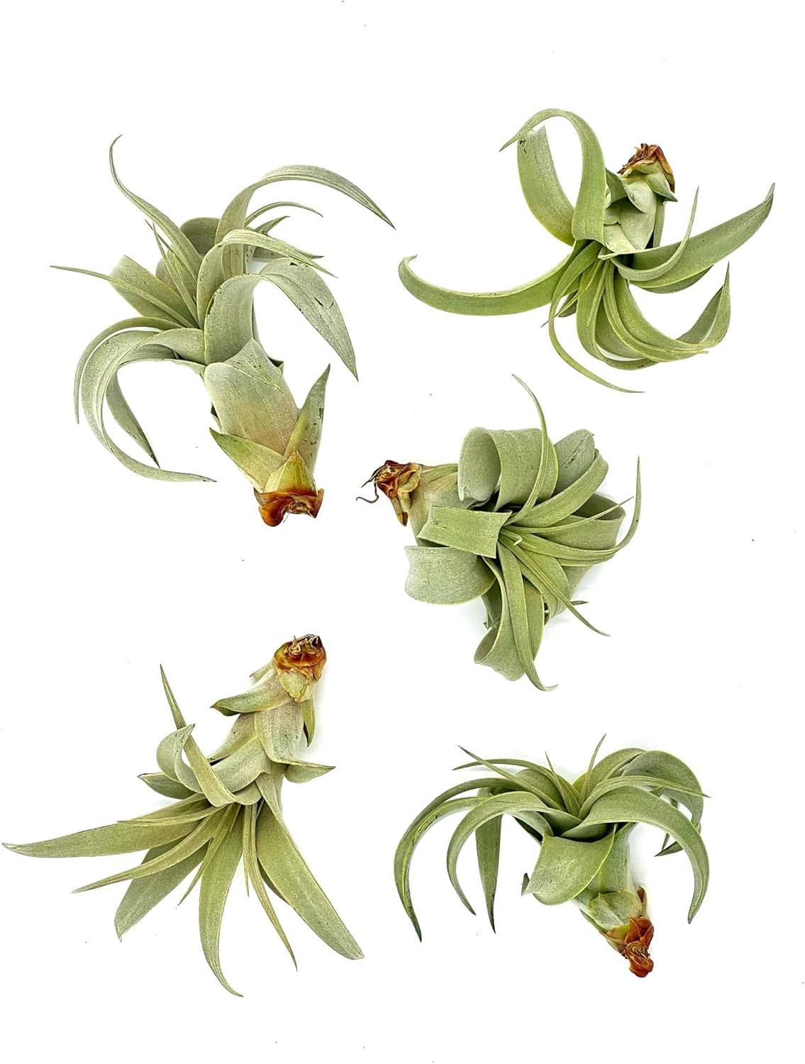 ragnaroc Air Plants - Tillandsia Xerographica Pups, Large 4-6” - 5ct - Live Arrival Guaranteed - House Plants for Home Decor & Gift