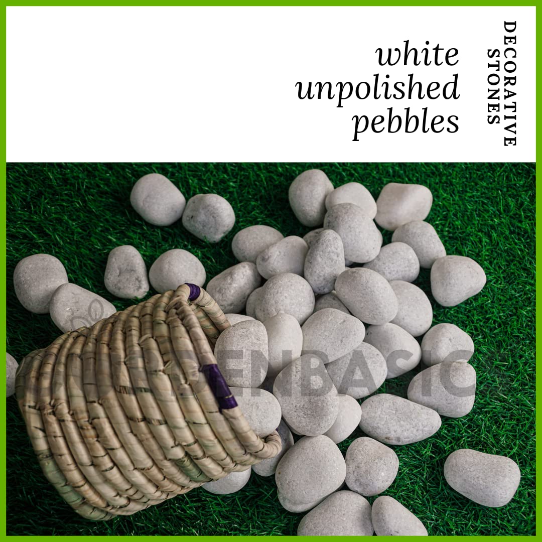GARDENBASICS Unpolished White Pebbles/Pebble/Natural Decorative River Water Rocks/Stones For Garden, Gardening, Landscaping, Home Decoration, Vase Fillers, Rock Art, and Potted Plants (10 kgs) - Image 2 thumbnail