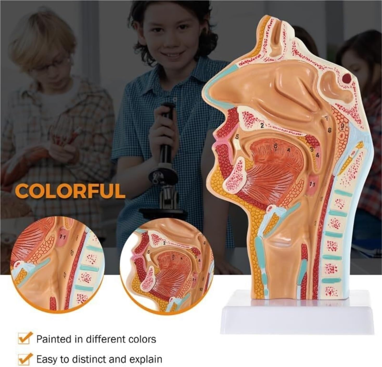 Scientifica Modello Esposizione Modello Medico Anatomico Umano Di Anatomia Della Cavità Nasale Gola Per L'insegnamento Visualizzazione Dello Studio In Aula Scienze Per Uso Educativo