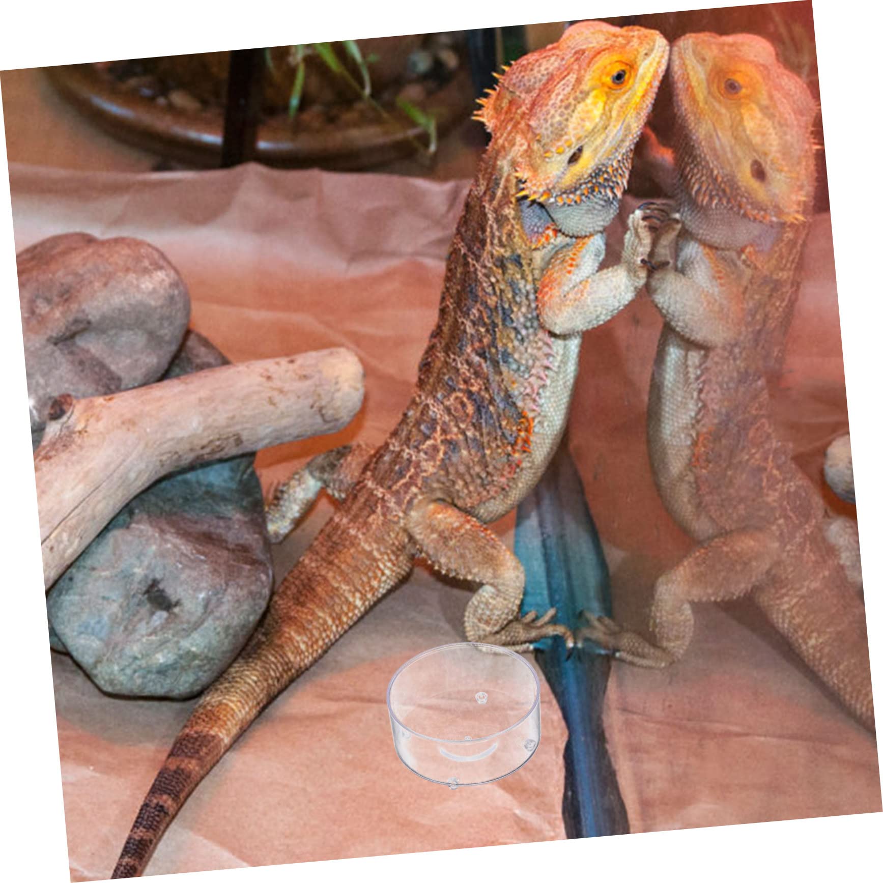 BESPORTBLE 150piezas Tazones Multifuncionales para Reptiles De Comida y Agua para Tortugas Geckos Serpientes y Accesorios para Terrarios para Pequeñas