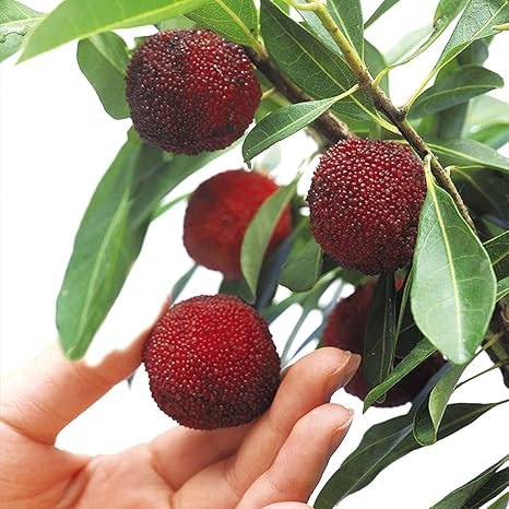 Amazon ヤマモモ 山桃 苗木 苗 ヤマモモオス木 1株 ヤマモモの木 果樹苗 国華園 22年秋商品 果物 Amazon ヤマモモ 山桃 苗木 苗 ヤマモモオス木 1株 ヤマモモの木 果樹苗 国華園 22年秋商品 果物