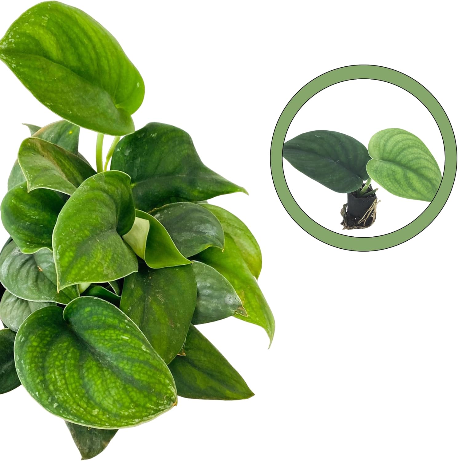 Scindapsus Jade Satin Starter Plant