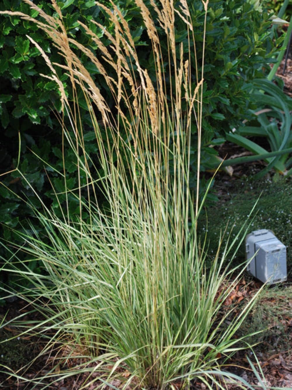 Perennial Farm Marketplace Calamagrostis a. Overdam