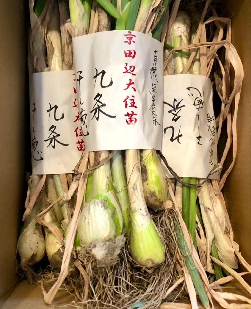 日本水仙 球根 大球 200玉 限りあり ち 自然農法 国華園オンライン