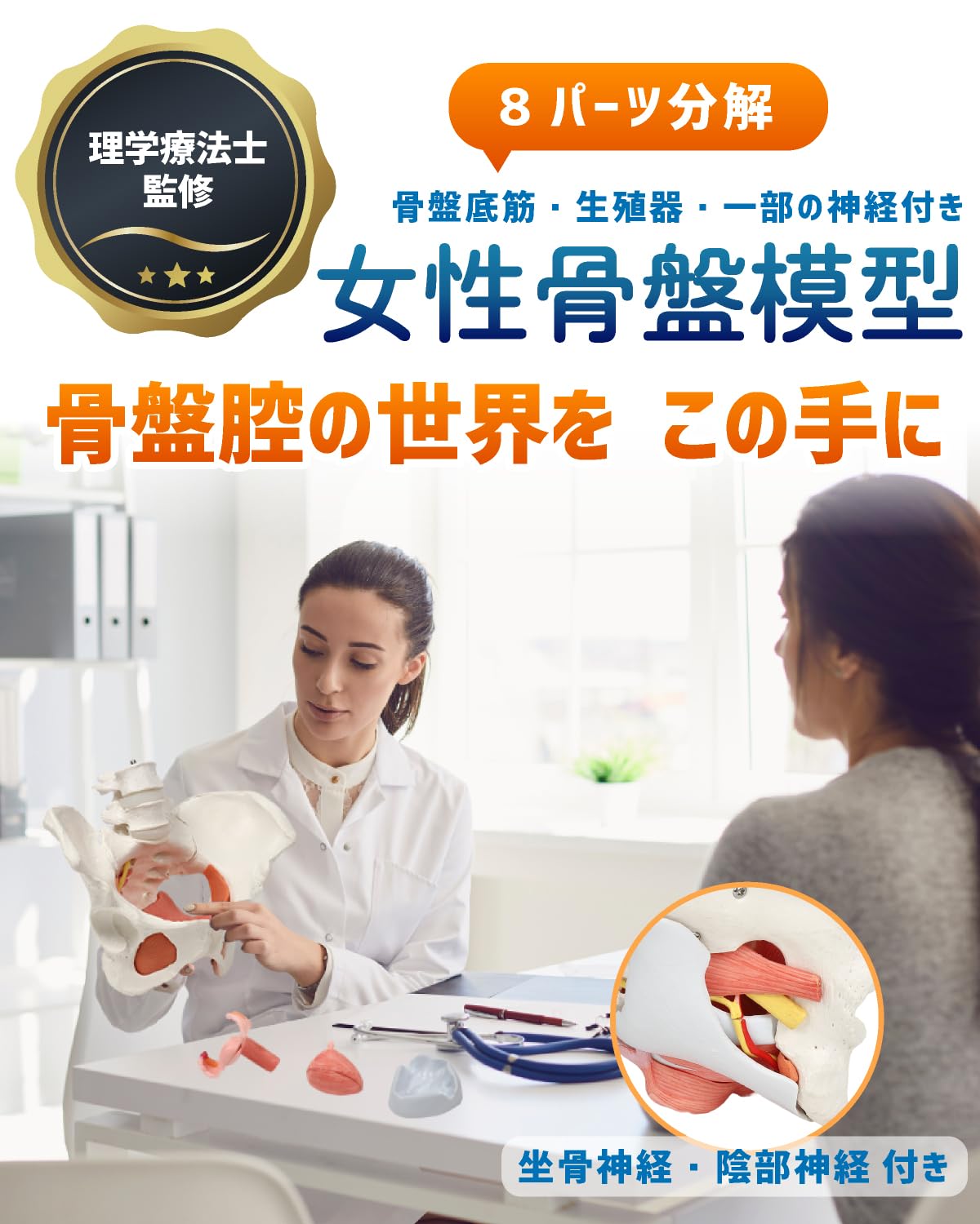 Amazon.co.jp: KIYOMARU 骨盤底筋付き女性骨盤模型 人体模型 8パーツ