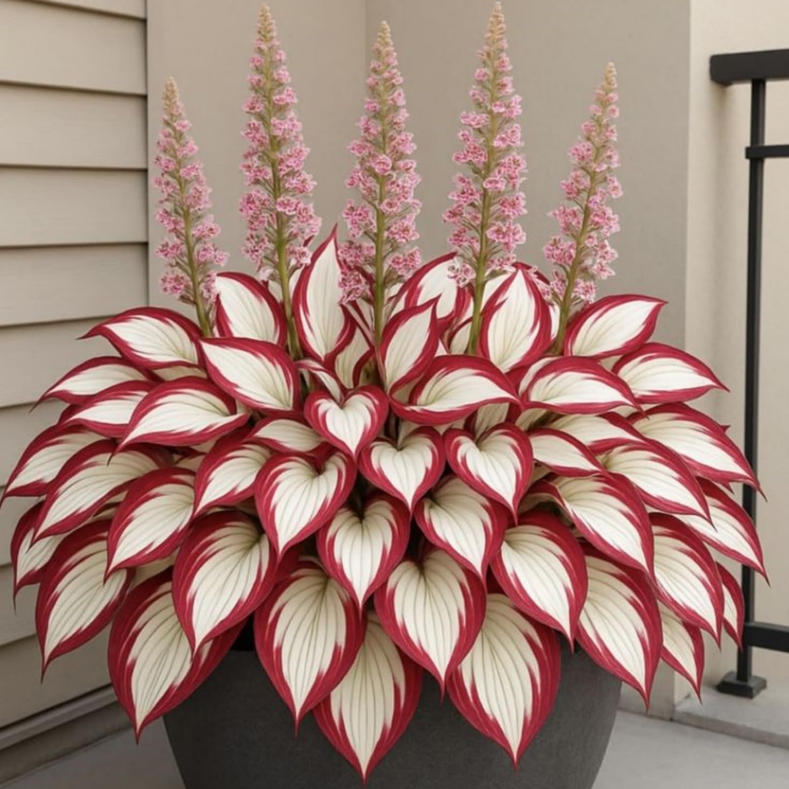 Glossy Hosta Bulbs UK, Hardy Perennial, Excellent Display, Mix Greening Flower, Natural Organic, Wedding, Balcony Garden-4 Bulbs-H