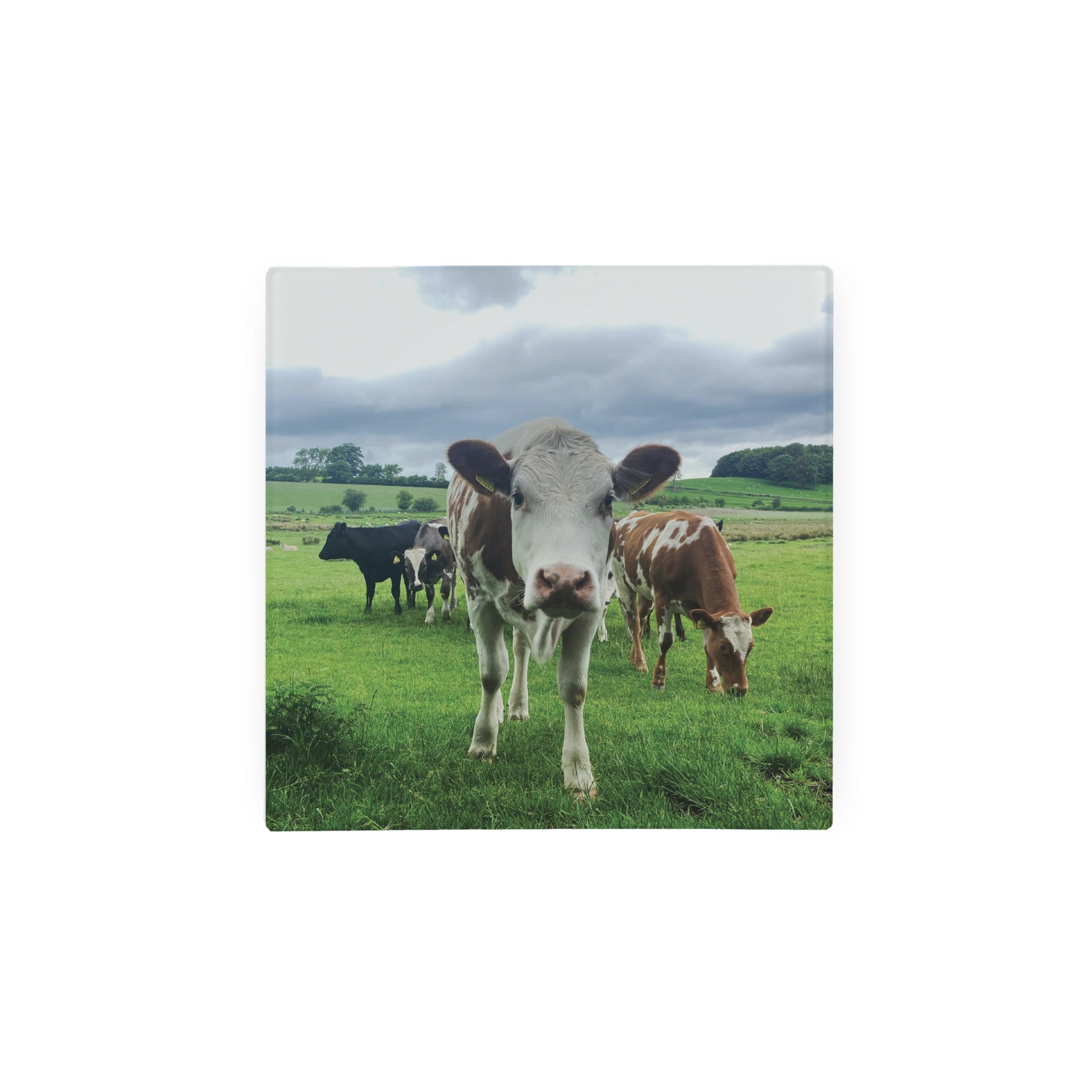 Purely Home Cow Hot Pot Stand Trivet - Country Farm Gift/Present - Kitchen Chopping/Cutting Board Worktop Protector With Non-Slip Feet 20Cm X 20Cm (8" X 8")