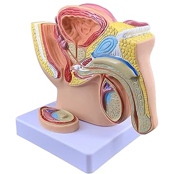 Amazon.co.jp: 人間の男性生殖器系解剖学モデル、男性前立腺骨盤