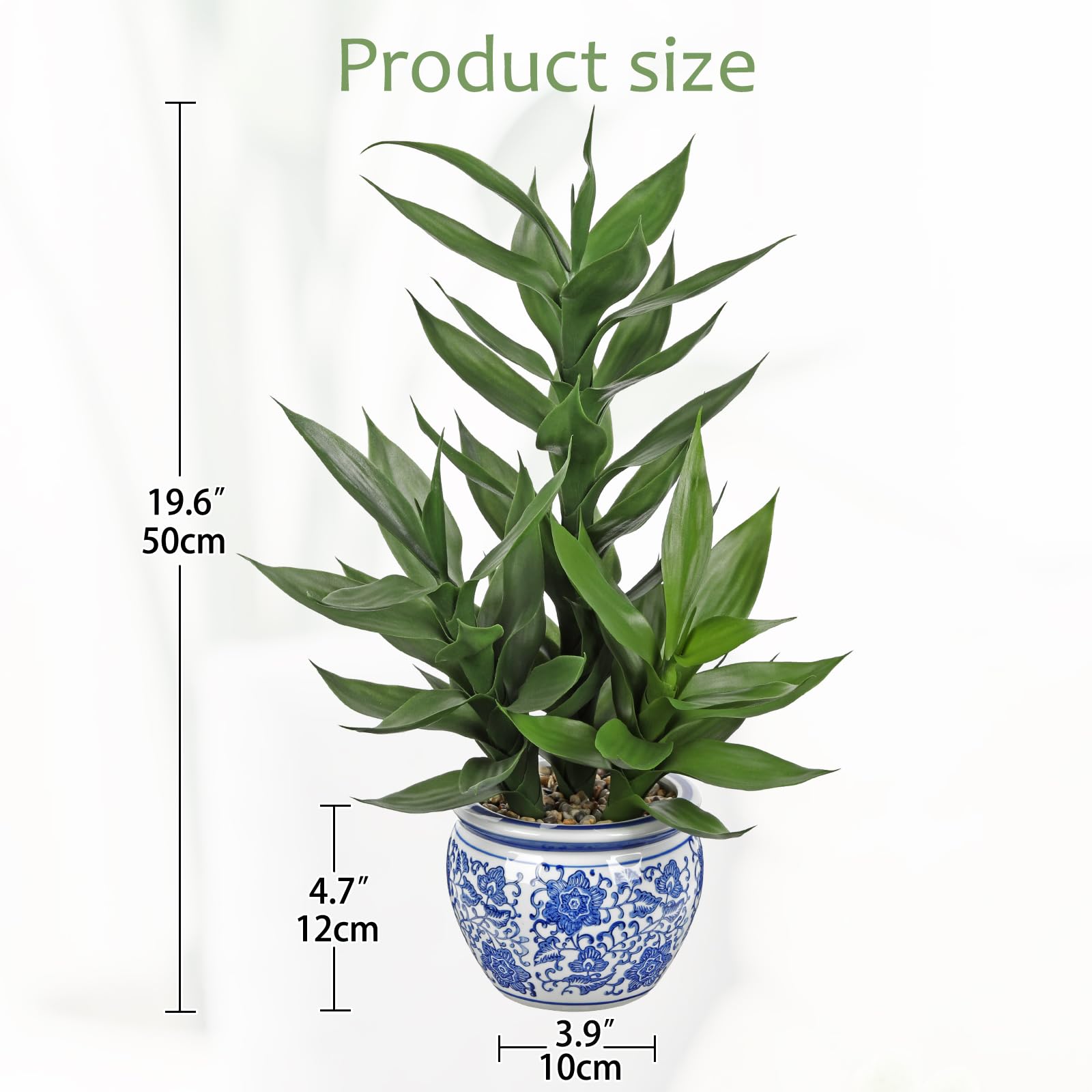 glücksfeder verkleinern Glücksfeder | Zamioculcas zamiifolia