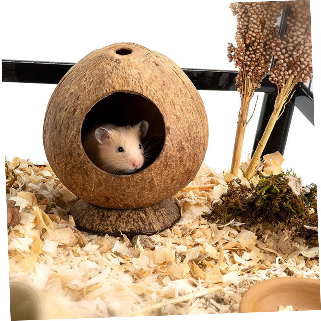 Cabilock 8stücke Kleine Hamster-Kokosnuss- Natürliche Verstecke Für Meerschweinchen Schlafen Und Sicherem Robustem Material Gefertigt
