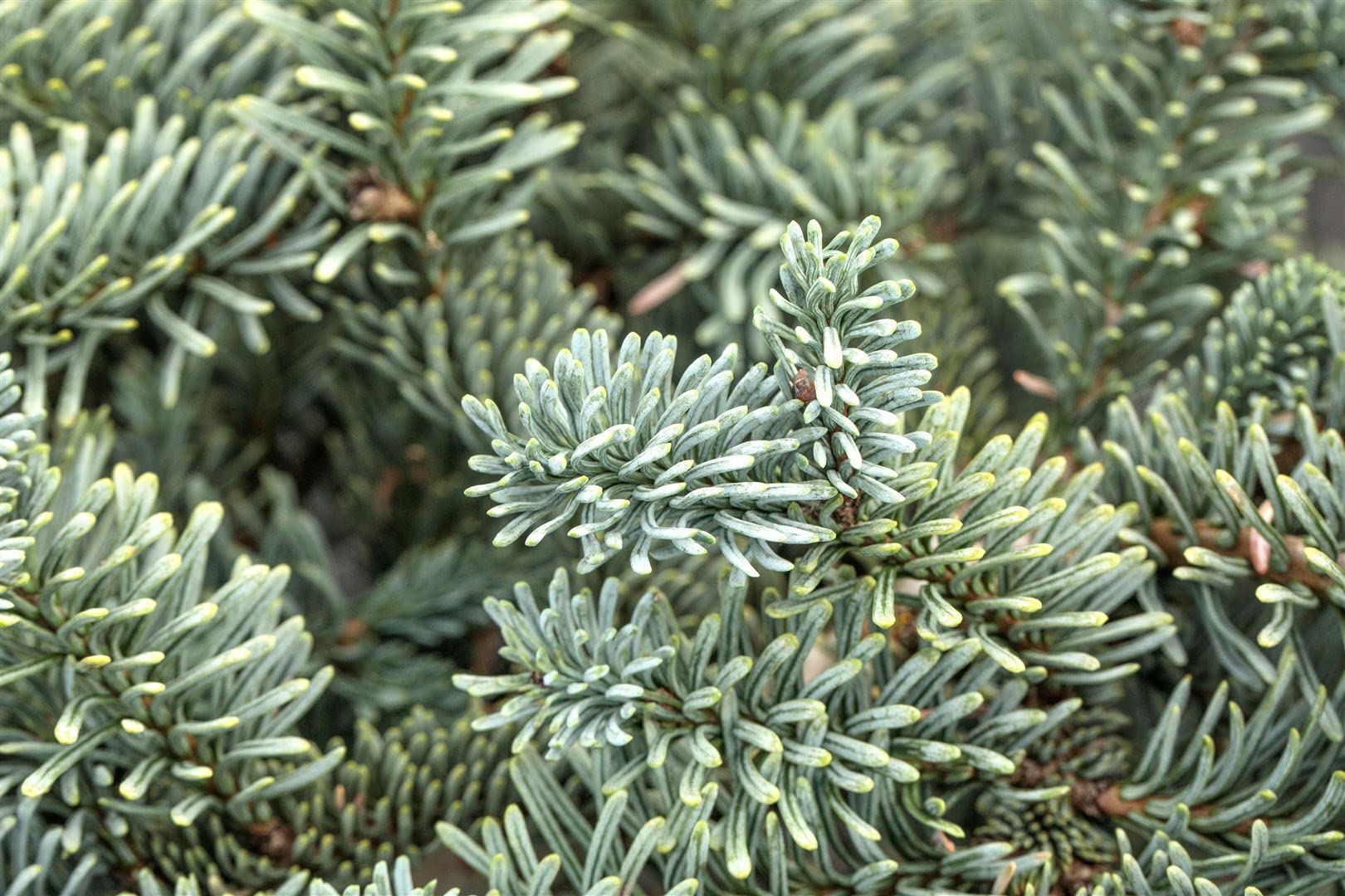 Abies procera 'Glauca' 25–30 cm – Winterhart, Immergrün, Pflegeleicht – Edeltanne – Weihnachtsbaum für Garten & Kübel