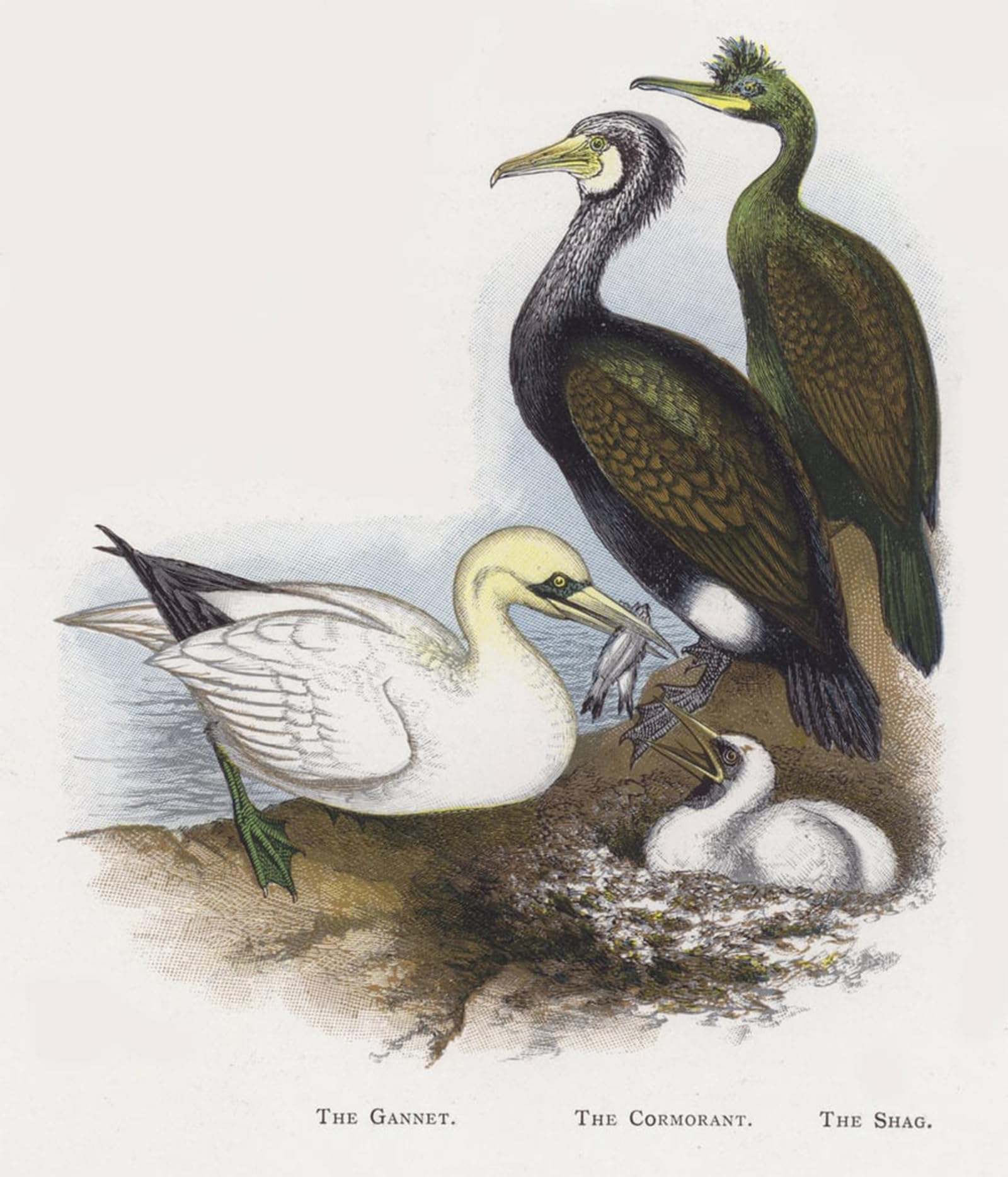 POSTERIIk Famous Print Pop Art Wall Art Graffiti the Gannet the Cormorant the Shag by Alexander Lydon Art Prints for Home Decor 60x90cm