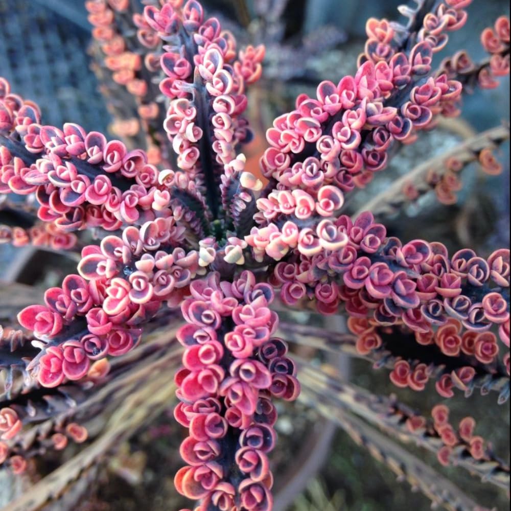 Amazon.com : Kalanchoe Pink Butterfly, Pink Kalanchoe Plant Live in 2  Inches Pot, Mother of Thousands Variegated Succulent Live Houseplant :  Patio, Lawn & Garden
