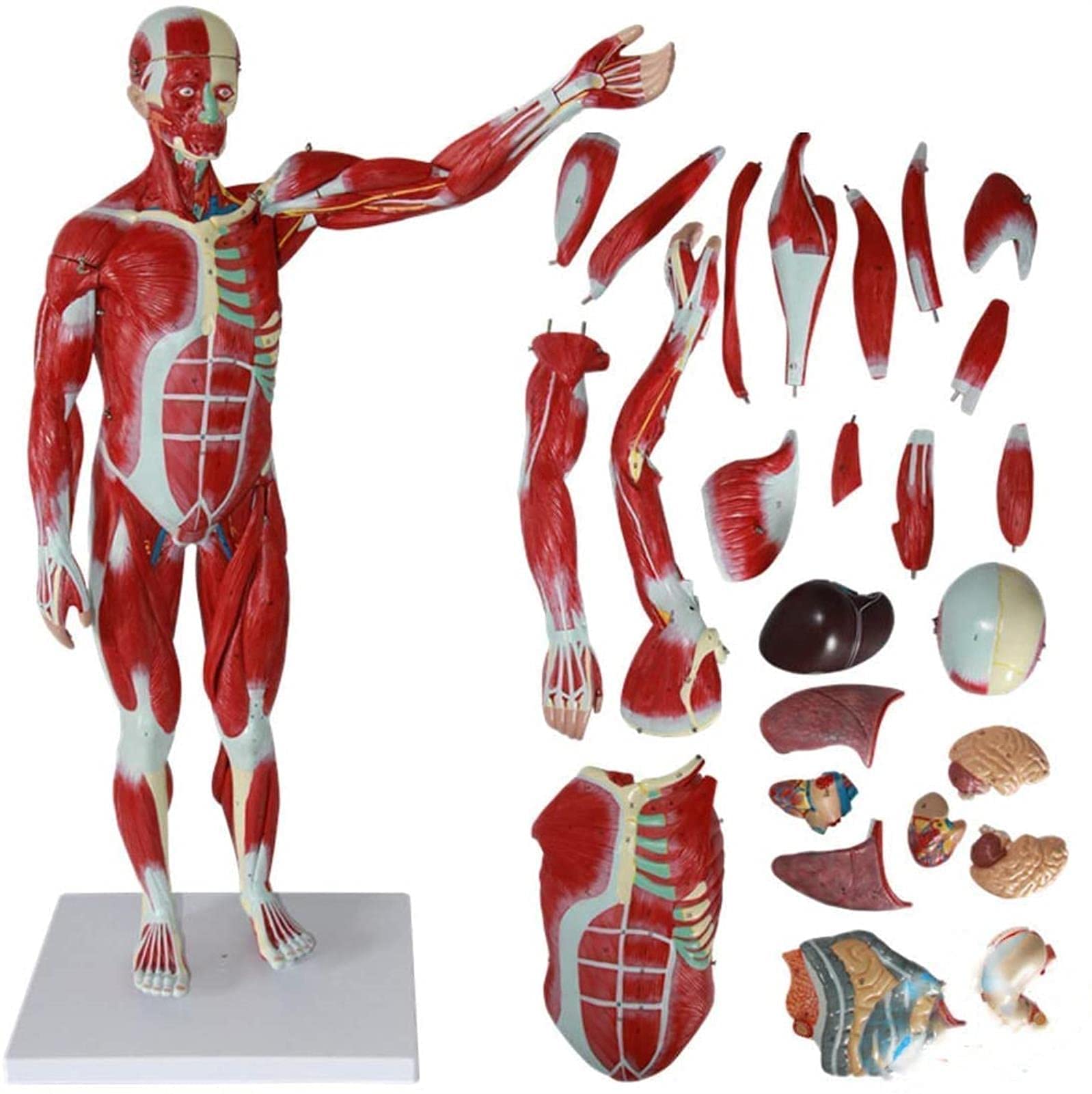 GTHTUHFD 78Cm/30.7" Human Anatomy Model Human Muscle And Skeleton Anatomy Model Educational Aid Skeleton Model