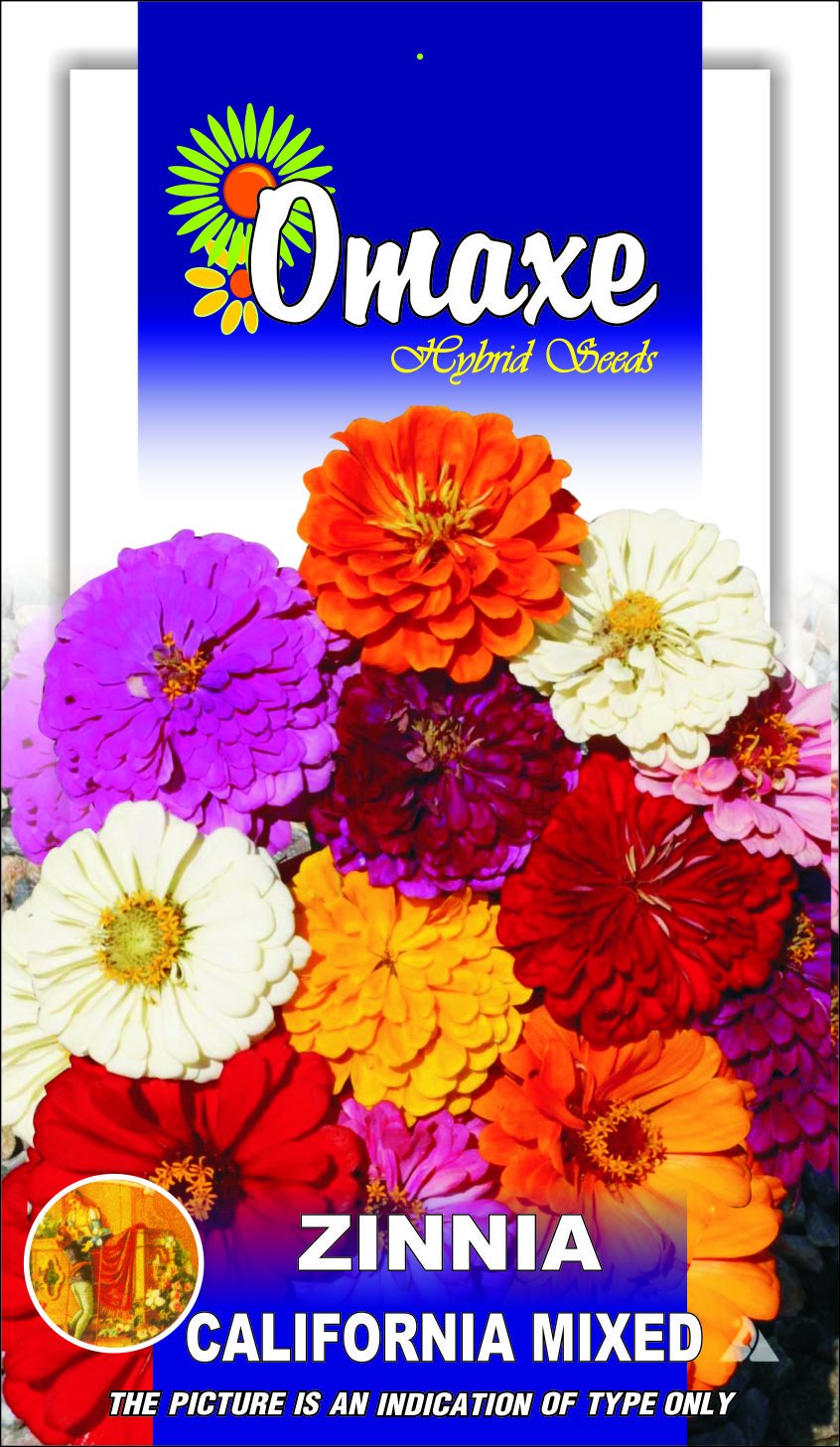 Indica Zinnia California Mixed 50 Seeds-image-32