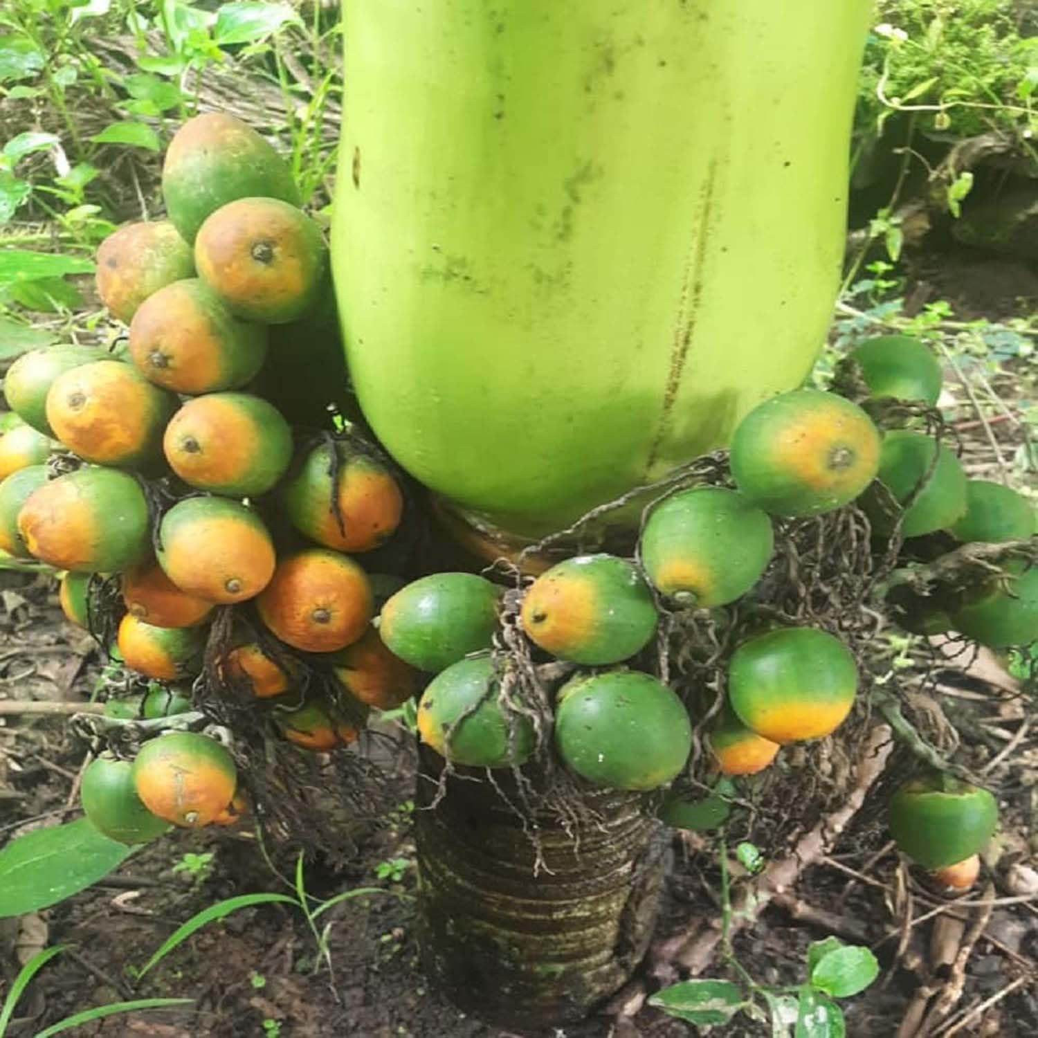 IXORA Arecanut VTLAH -2 Vittal Hybrid-2 Variety Betel Nut Hybrid Dwarf Live Plants & Tree(1.5-3 Feet Size) (B0BN1VQCFV) Amazon Price History, Amazon Price Tracker