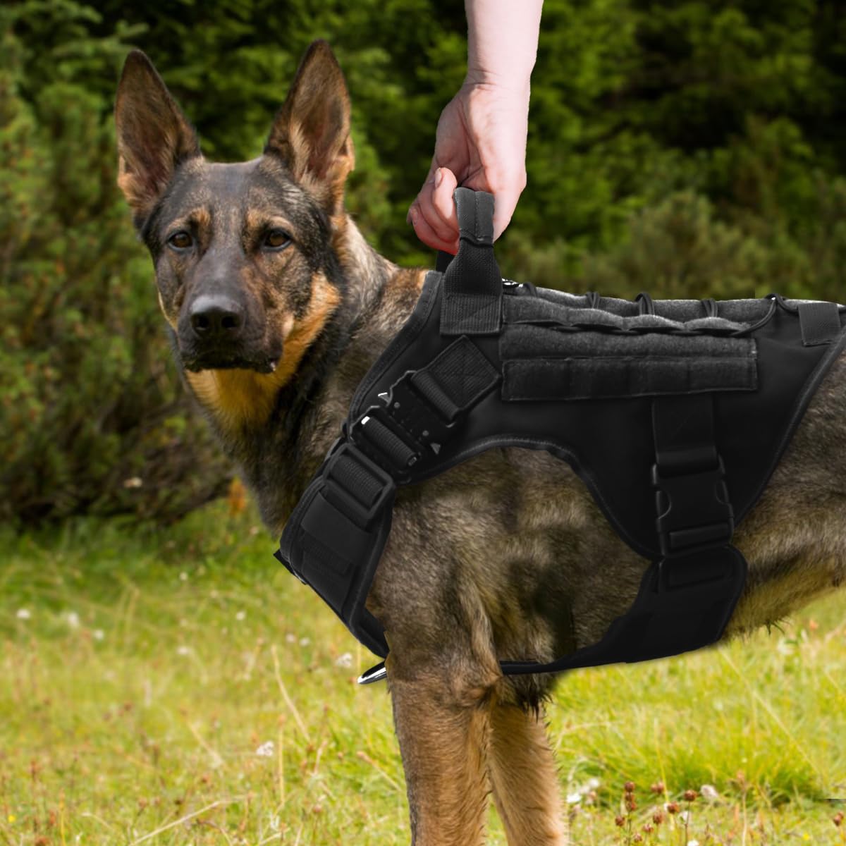 Pettorina Tattica per Cane, 3 Taglie, con MOLLE, Fibbia in Metallo, Resistente Nylon, Traspirante e Regolabile (M)