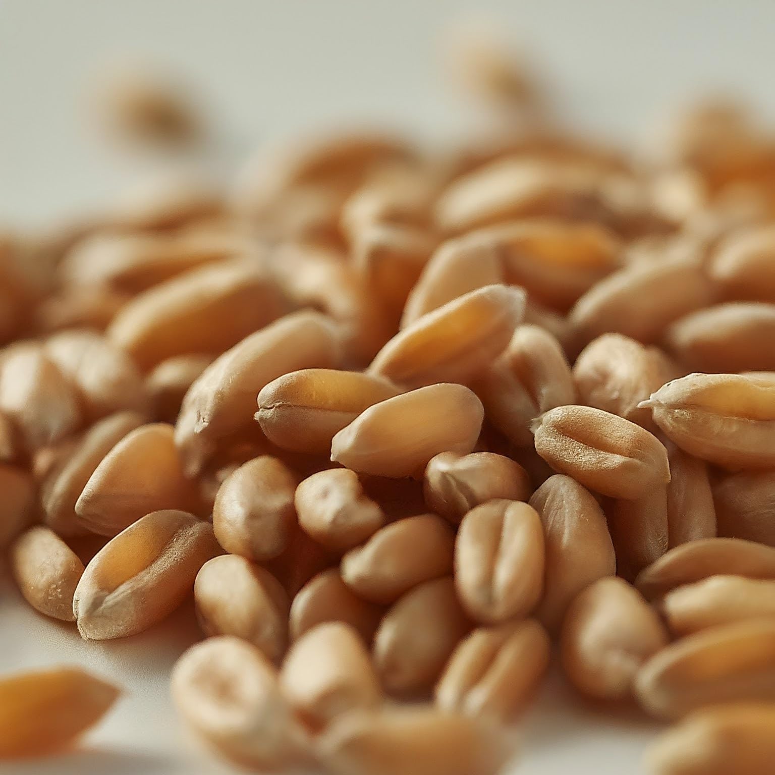 DG 09 Isreal wheat seed,High yiedling variety of Wheat (B0CX9GBHM5) Amazon Price History, Amazon Price Tracker