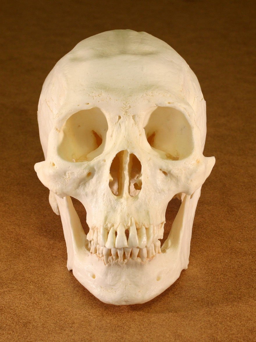 Human Skull Replica