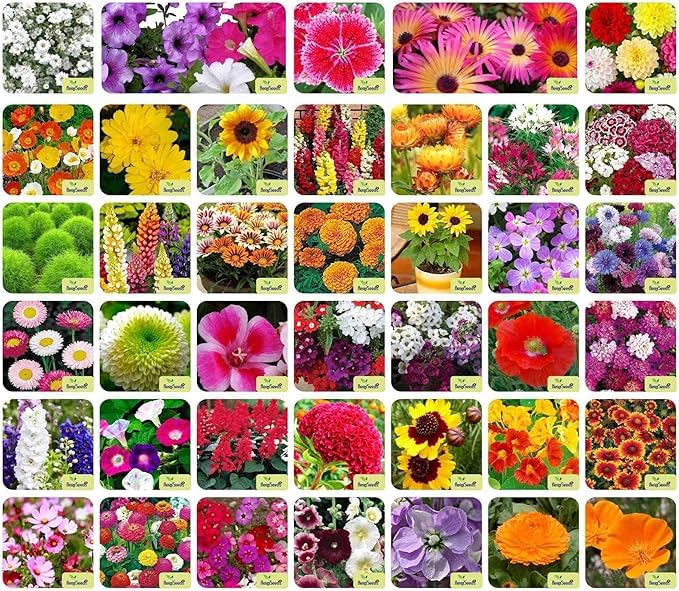 Misthh Seeds 40 Varieties of Flower Seeds Combo For Your Garden Beautiful Bloom Germination Seeds.best (B0D9TPXBZX) Amazon Price History, Amazon Price Tracker