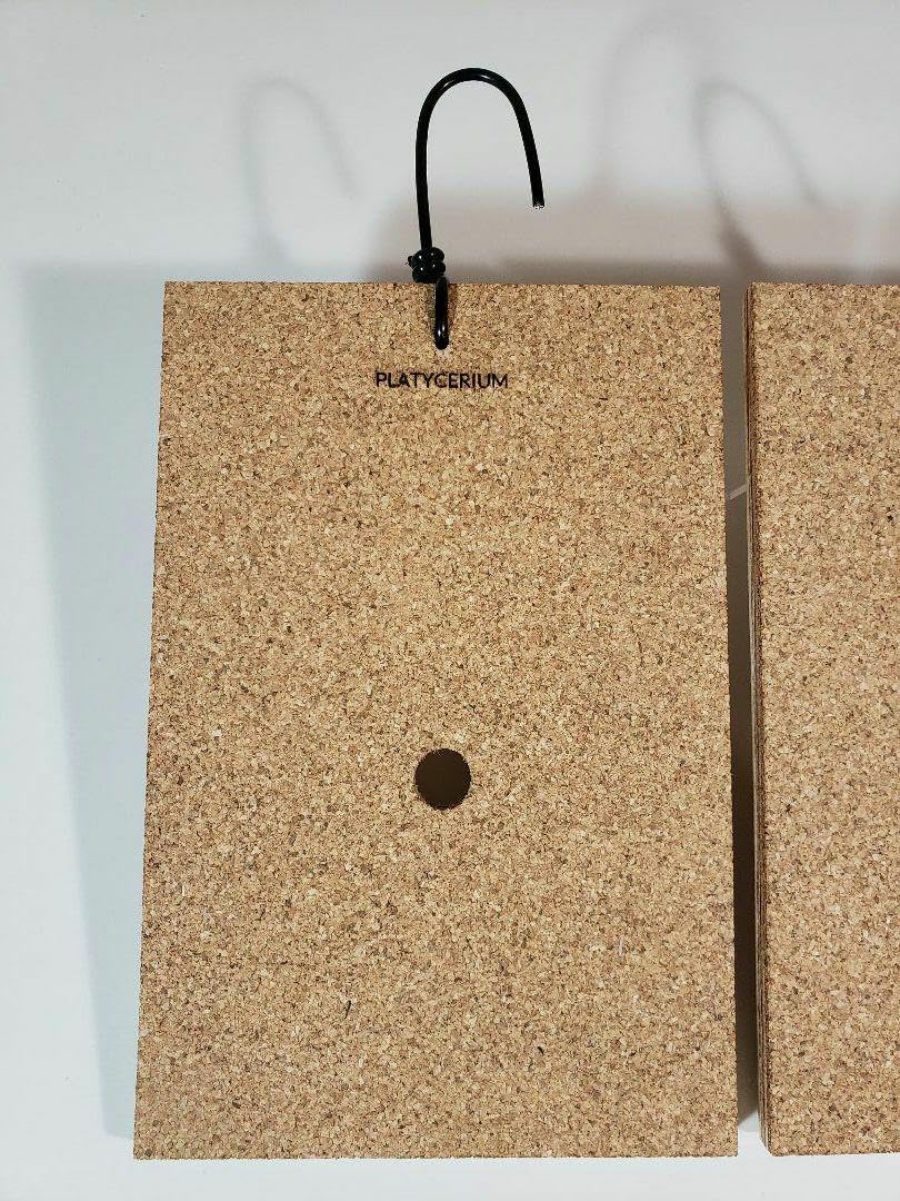 着生板　Lsize お得な2枚セット　ビカクシダ　コウモリラン　板付　着生材 ビカクシダ 着生板】お得な2枚セット❗️コウモリラン 家具職人