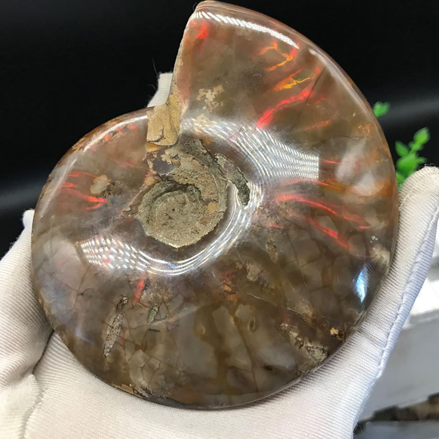 Rainbow Conch Natural Conch Fossil Rough Stone Iridescent Ammolite Facet Specimen Fossil Fidelity Color Natural Gemstone for Pendant Necklace Home Craft Decor,3.1"(8cm)