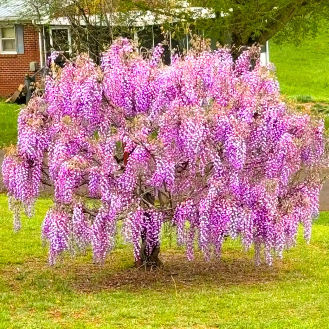 Amazon.com : Purple Blue Wisteria Tree Live Plant, Violet Wisteria