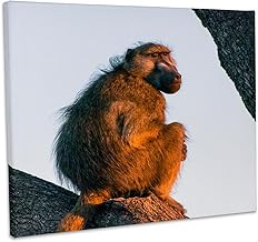 3dRose, Botswana. Okavango Delta. Khwai concession. Chacma baboon at sunrise., Museum Grade Canvas Wrap 10x8
