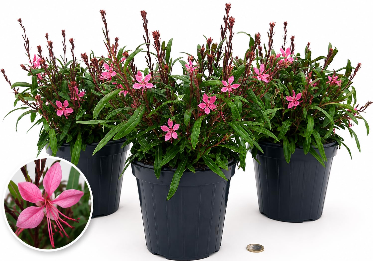 POWERS TO FLOWERS - GAURA 3 PIANTE, VASO 14CM DIAMETRO, Piante vere