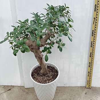 現品　ガジュマル　センカクガジュマル　尖閣ガジュマル　観葉植物　インテリア 現品 ガジュマル 尖閣ガジュマル センカクガジュマル 古木 観葉