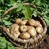 You Garden - Seed Potato Maris Piper Maincrop - 2.5kg Bag, for Planting in UK Gardens, Grow Your Own Potatoes