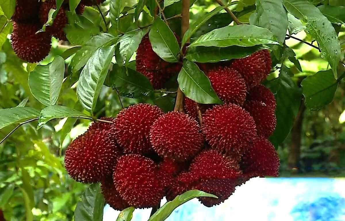 ROYAL PARADISE GARDEN Tropical Fruit Sweet Rare" Pulasan Dwarf Plant" -1 Grafted Live Plant (B07GFPXZHY) Amazon Price History, Amazon Price Tracker