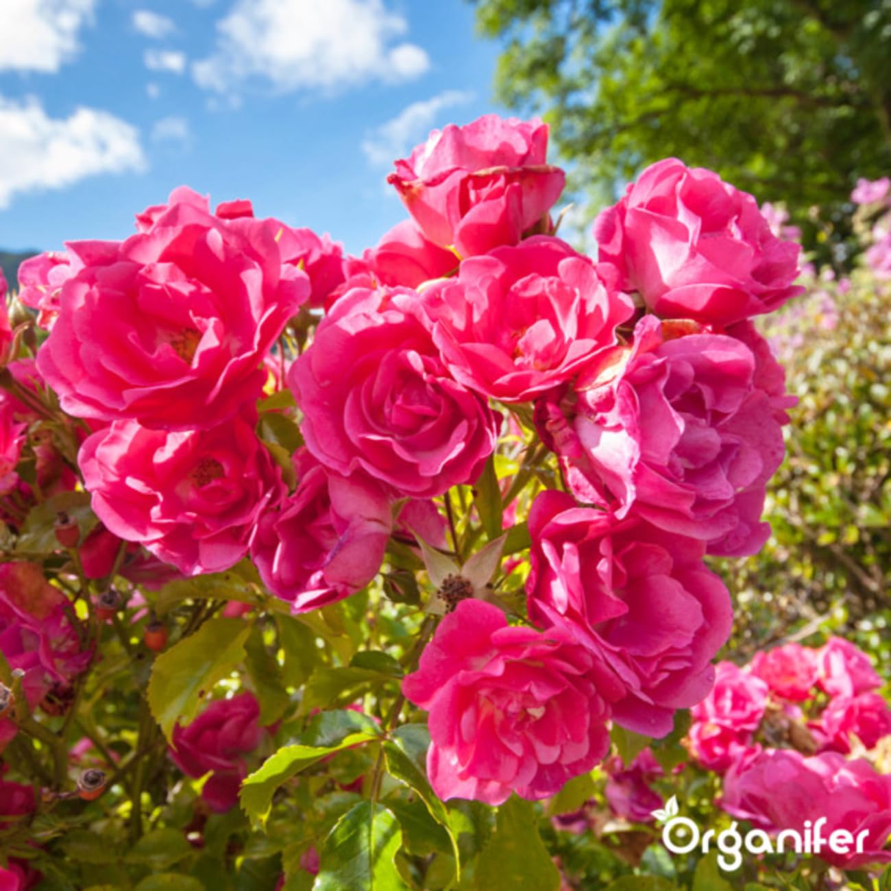 Universal Gartendünger - 20kg = 200m2 | Hochwertiger Dünger Für Alle Gartenpflanzen - Fördert Kräftiges Wachstum Und Reiche Blüte - Organifer