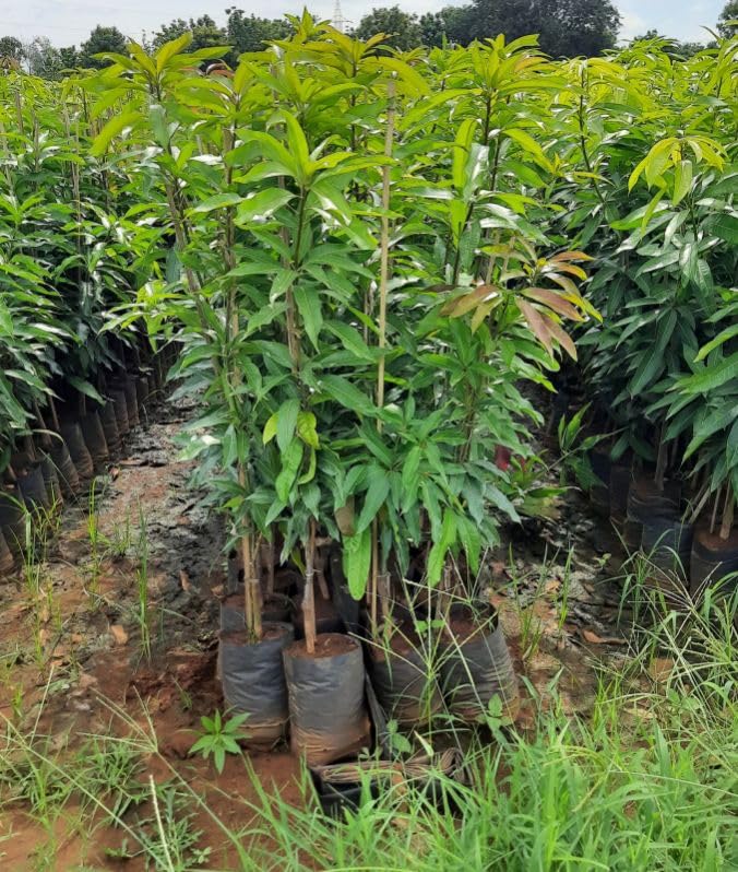 See full amazon price history chart for Amrapali mango plant grafted,plant for grafted amrapali mango (Pack of 1) Amrapali mango plant grafted,plant for grafted amrapali mango (Pack of 1) (B0CRQFQYZ6) Amazon Price History, Amazon Price Tracker