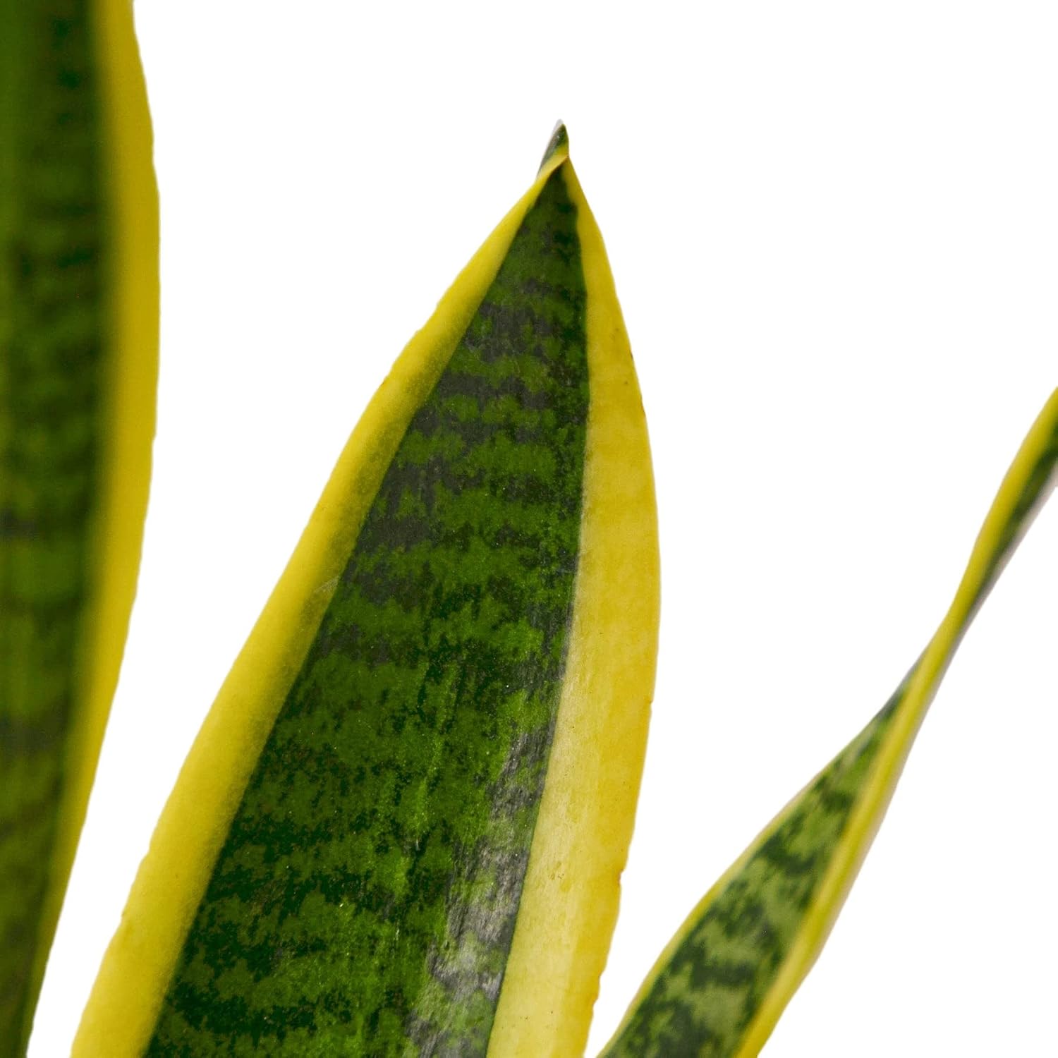 Garden Wrld Snake Plant Laurentii (White Cylinder, 4" Pot)