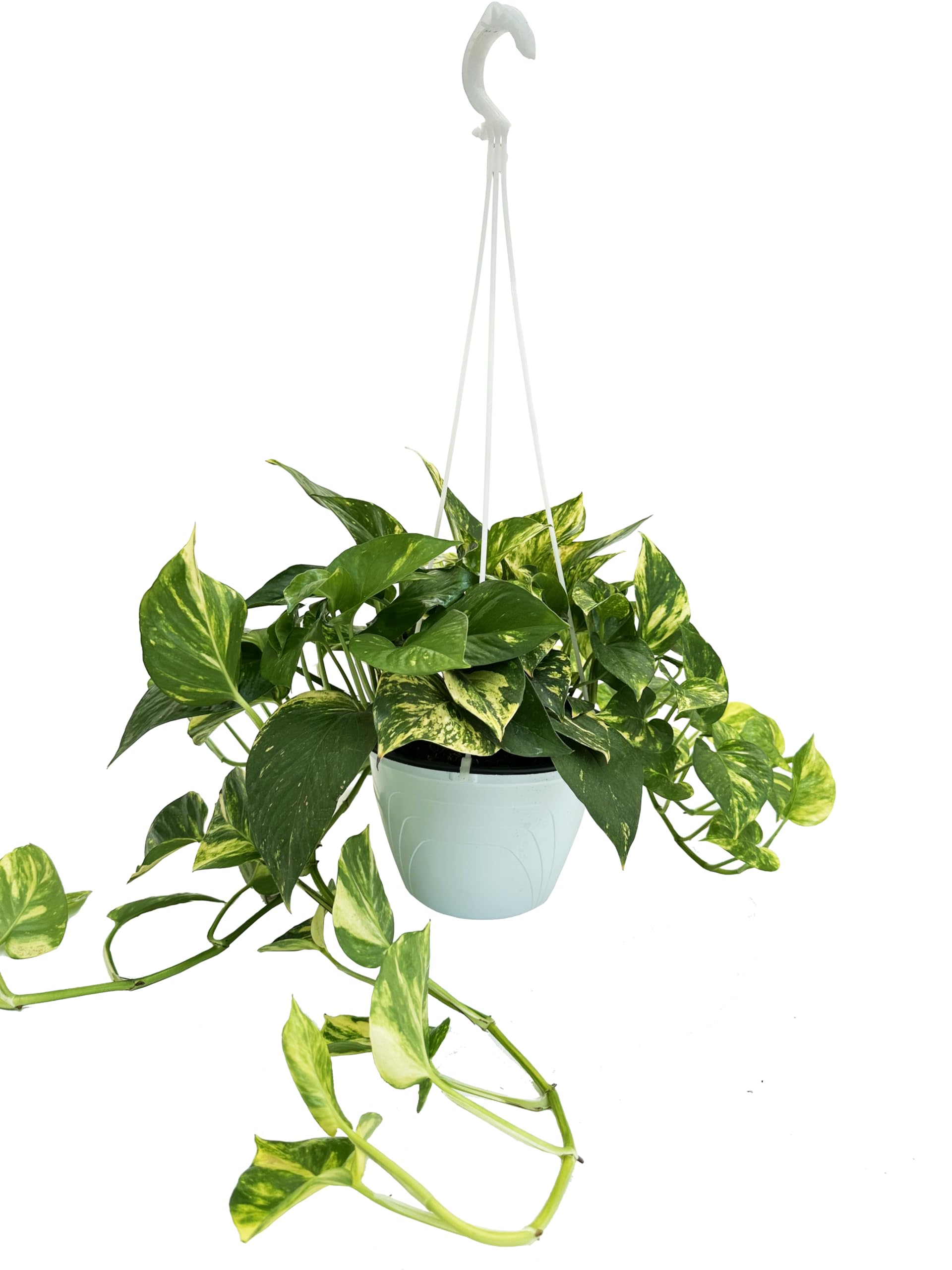 I GIARDINI DI GIULIA - Scindapsus Aurea | Pianta Vera da Interno | Foglie Verdi e Dorate | Facile Cura | Pianta Ornamentale | IN VASO BASKET DIAMETRO 20 CM