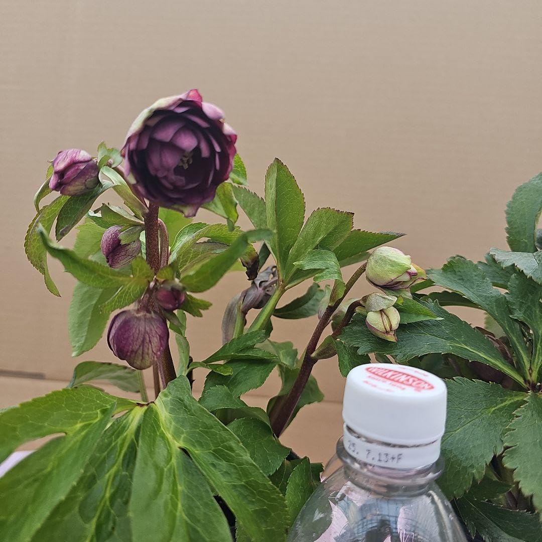 クリスマスローズ開花苗リバーシブルダブル2ポットセット 苗、開花株