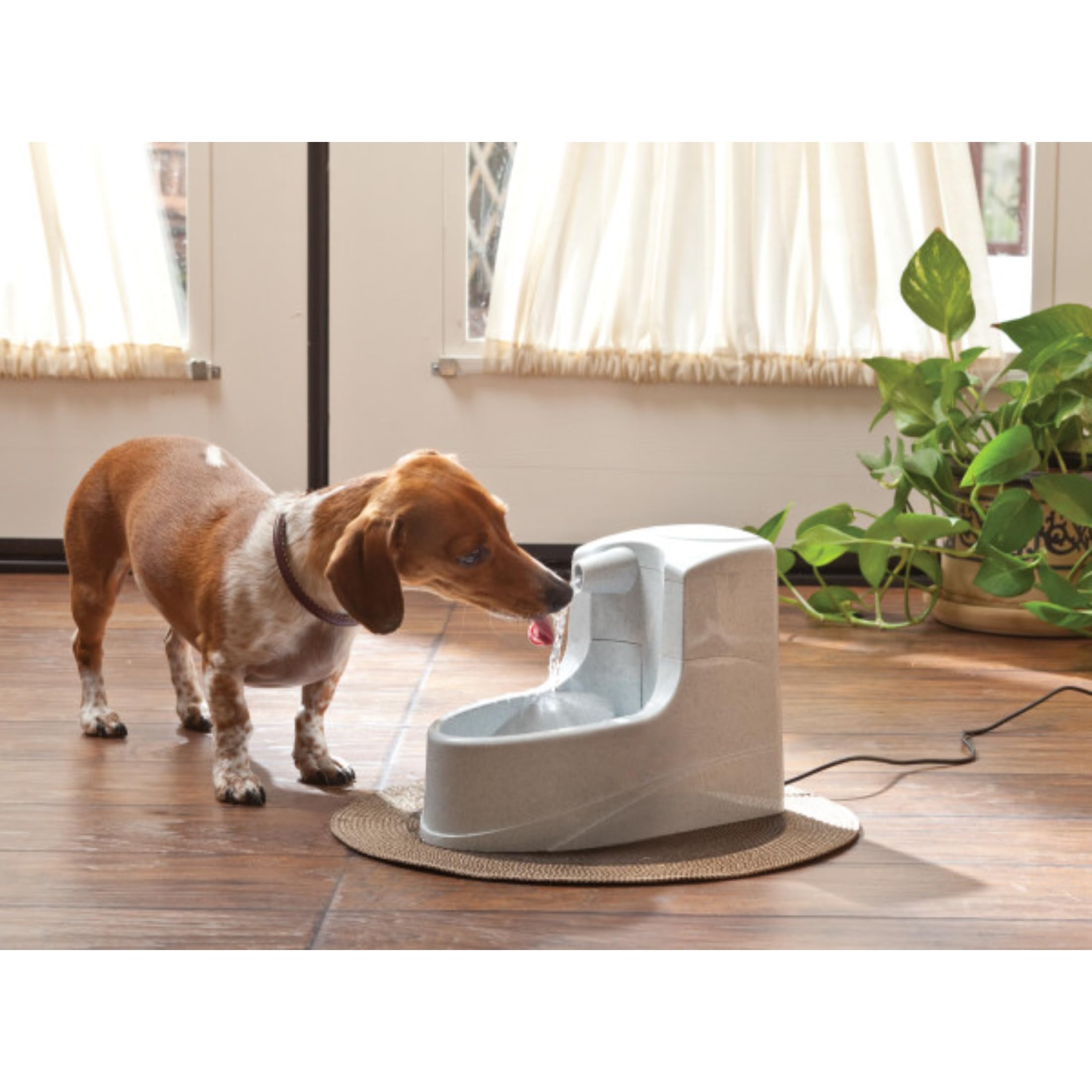 PetSafe Drinkwell mini fontanna do picia, podwójny system filtrowania, odpowiednia dla małych psów i kotów, pojemność 1,2 l