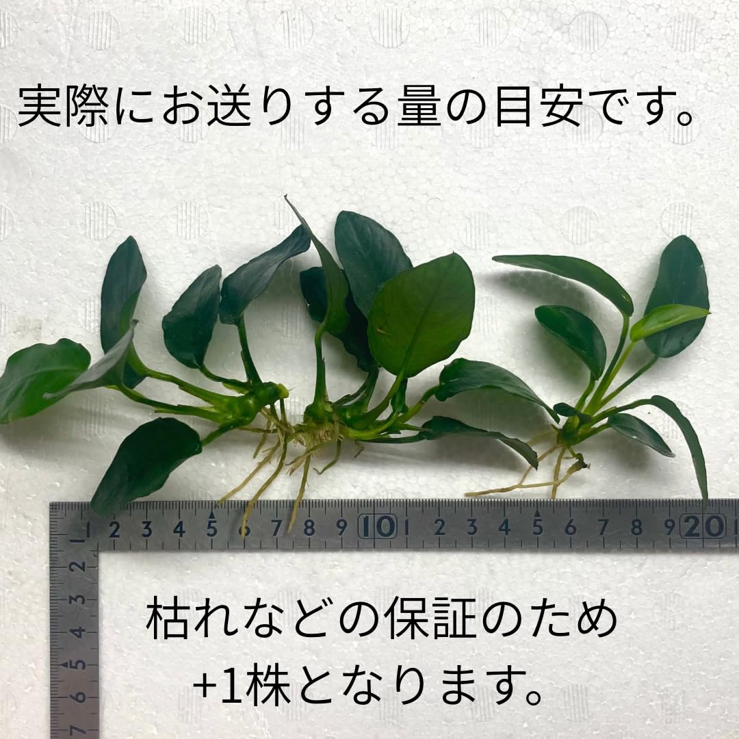 なかつ様確認用陰性水草 なかつ様確認用陰性水草 なかつ様確認用陰性水草